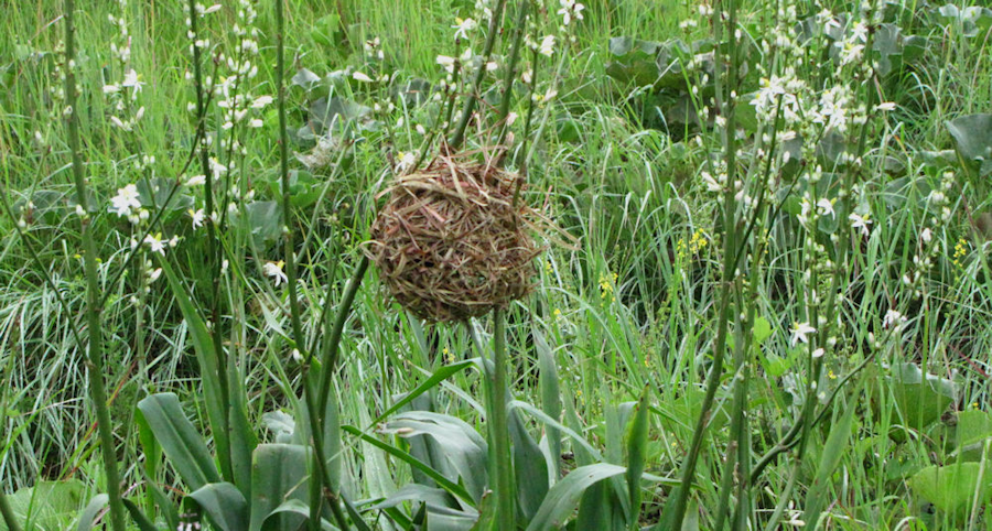 weaver nest